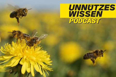 Podcast "Unnützes Wissen": Bienen können Fremdsprachen lernen