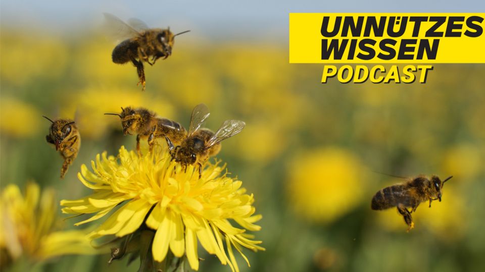 Podcast "Unnützes Wissen": Bienen können Fremdsprachen lernen
