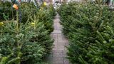 Weihnachtsbaumverkauf