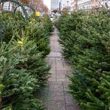 Weihnachtsbaumverkauf