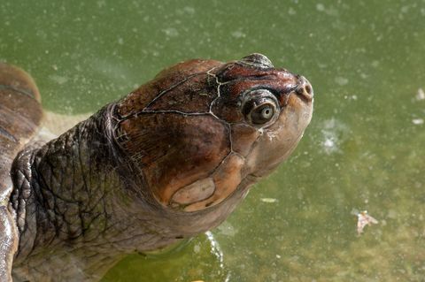 Schildkröte
