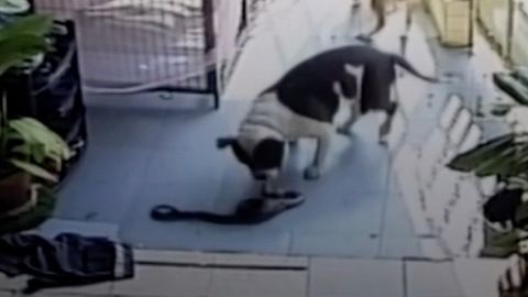 Hund beschützt Haus vor Kobra und bezahlt dafür mit seinem Leben
