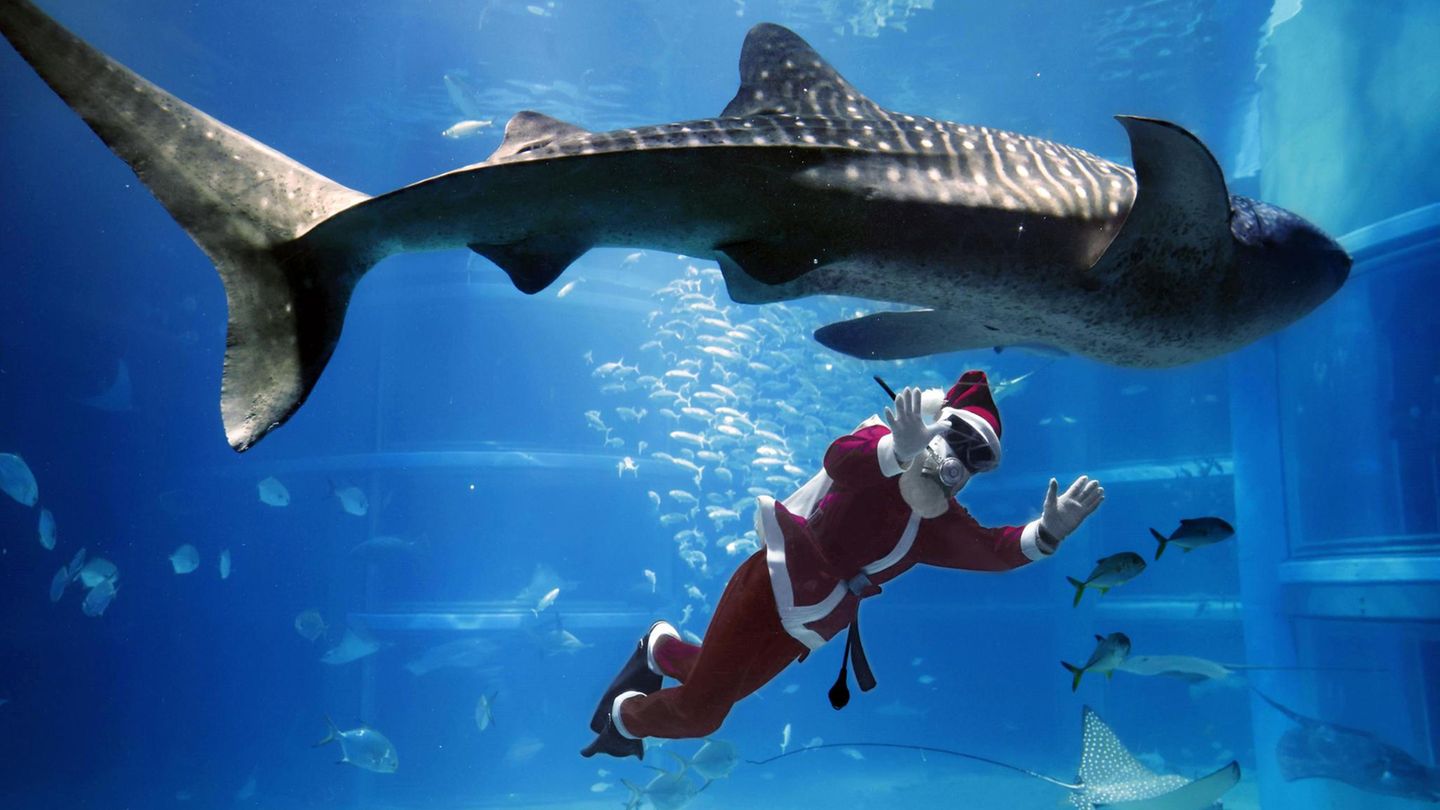 Osaka: Auf Tauchstation  Schnorchelbrille statt Mund-Nasen-Schutz: Dieser Weihnachtsmann gesellt sich unter Wasser zu einem Walhai in einem Becken des Kaiyukan-Aquariums.