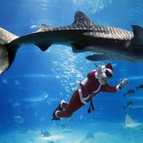 Osaka: Auf Tauchstation  Schnorchelbrille statt Mund-Nasen-Schutz: Dieser Weihnachtsmann gesellt sich unter Wasser zu einem Walhai in einem Becken des Kaiyukan-Aquariums.