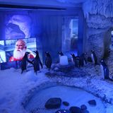 London: Auch für Pinguine kommt der Weihnachtsmann  Im Sea Life London Aquarium stehen die Vögel an einer Glasscheibe, vor der ein Bildschirm aufgebaut ist, auf dem ein Weihnachtsfilm läuft.