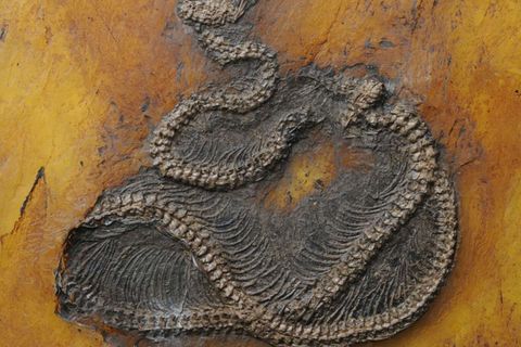 Wissenschaftler stellen wahres Alter fest: Diese Pythons sind 47 Millionen Jahre alt