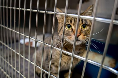 Eine ausgesetzte Katze sitzt in ihrem Käfig im Tierheim.