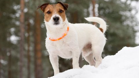 Ein Leuchthalsband für den Hund ist im Winter sinnvoll