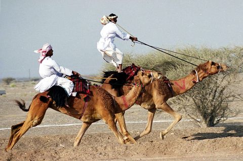 Kamelrennen