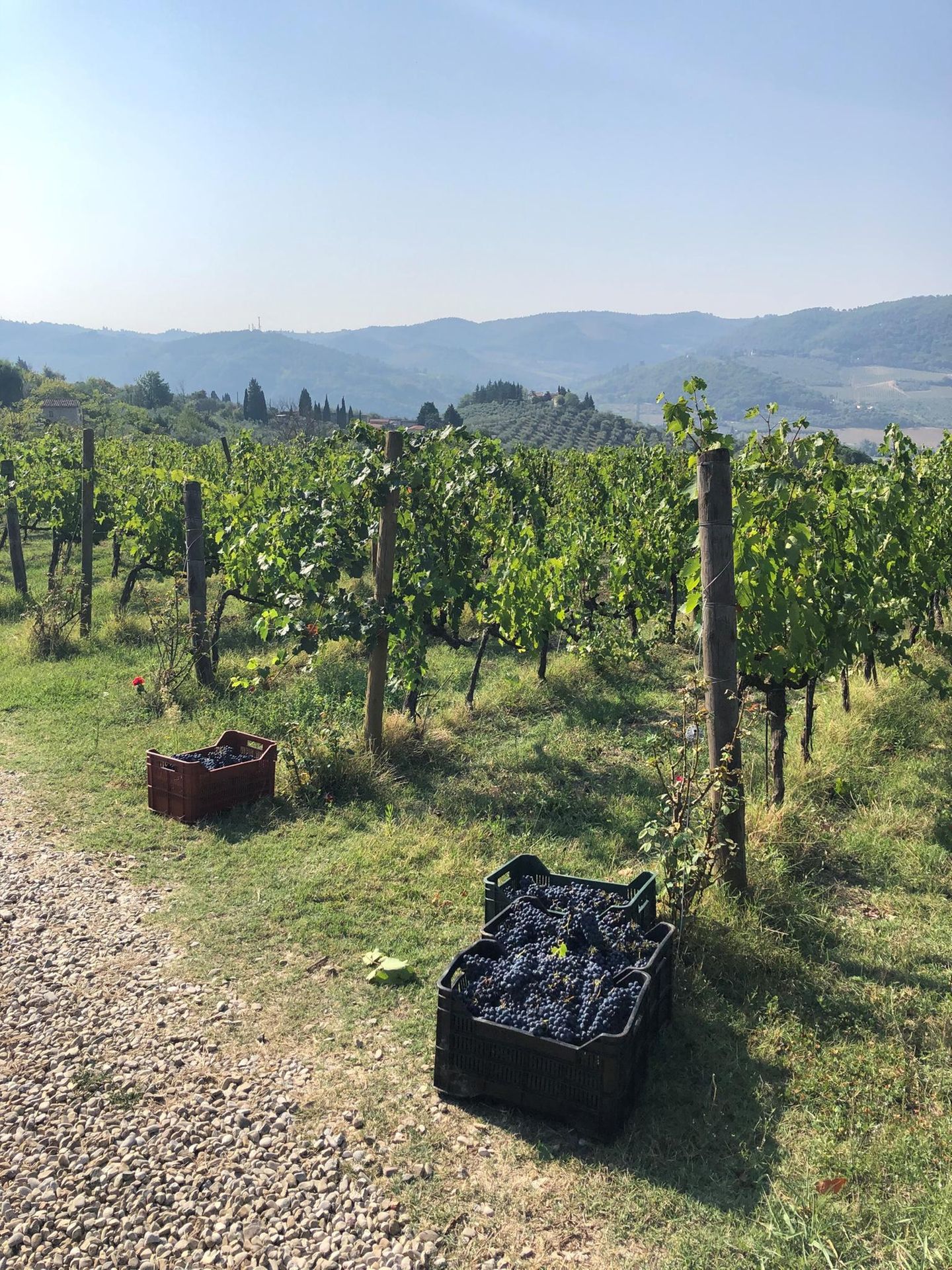 Auch Im Krisenjahr Hat Kein Land Mehr Wein Produziert Als Italien Das Ging Nicht Ohne Veranderungen Stern De