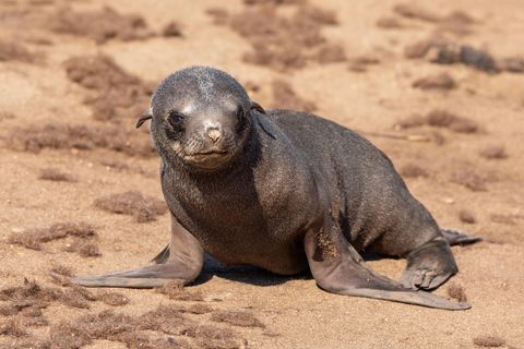 Robbenbaby mit braunem Fell beim Kreuzkap in Namibia