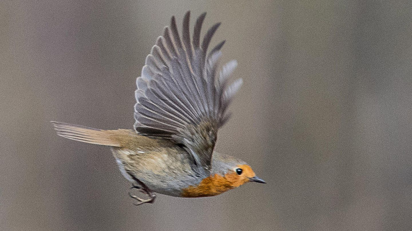 Ein Rotkehlchen fliegt von einem Ast weg