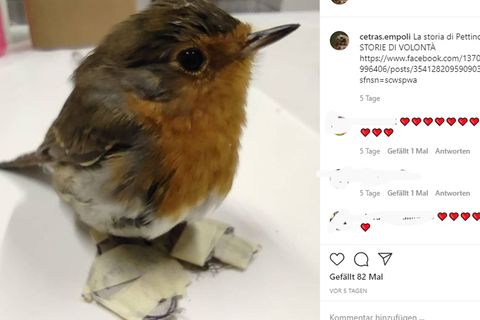 INstagram Pettino