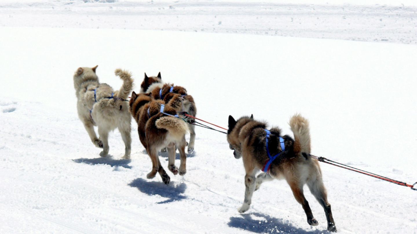 Urlaub 2021 : Schlittenfahrten im Berner Oberland Mit einem Huskyschlitten durch schneebedeckte Berge – da kommt Abenteuergefühl auf. Mit erfahrenen Guides fährt man durch die wunderbare Winterlandschaft des Berner Oberlands. Hier erfährt man nicht nur einiges über die Landschaft, sondern auch über den Umgang mit den Hunden. Touren kann man bei verschiedenen Veranstaltern buchen. Schlittenfahrten im Berner Oberland Mit einem Huskyschlitten durch schneebedeckte Berge – da kommt Abenteuergefühl auf. Mit erfahrenen Guides fährt man durch die wunderbare Winterlandschaft des Berner Oberlands. Hier erfährt man nicht nur einiges über die Landschaft, sondern auch über den Umgang mit den Hunden. Touren kann man bei verschiedenen Veranstaltern buchen.