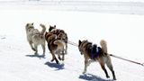 Schlittenfahrten im Berner Oberland  Mit einem Huskyschlitten durch schneebedeckte Berge – da kommt Abenteuergefühl auf. Mit erfahrenen Guides fährt man durch die wunderbare Winterlandschaft des Berner Oberlands. Hier erfährt man nicht nur einiges über die Landschaft, sondern auch über den Umgang mit den Hunden. Touren kann man bei verschiedenen Veranstaltern buchen.