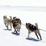 Schlittenfahrten im Berner Oberland  Mit einem Huskyschlitten durch schneebedeckte Berge – da kommt Abenteuergefühl auf. Mit erfahrenen Guides fährt man durch die wunderbare Winterlandschaft des Berner Oberlands. Hier erfährt man nicht nur einiges über die Landschaft, sondern auch über den Umgang mit den Hunden. Touren kann man bei verschiedenen Veranstaltern buchen.
