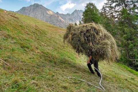 Tragende Rolle: Der Verein Freiwillige Arbeitseinsätze EO vermittelt Helfer, die bei der Heuernte von Südtiroler Bergbauern mit anpacken