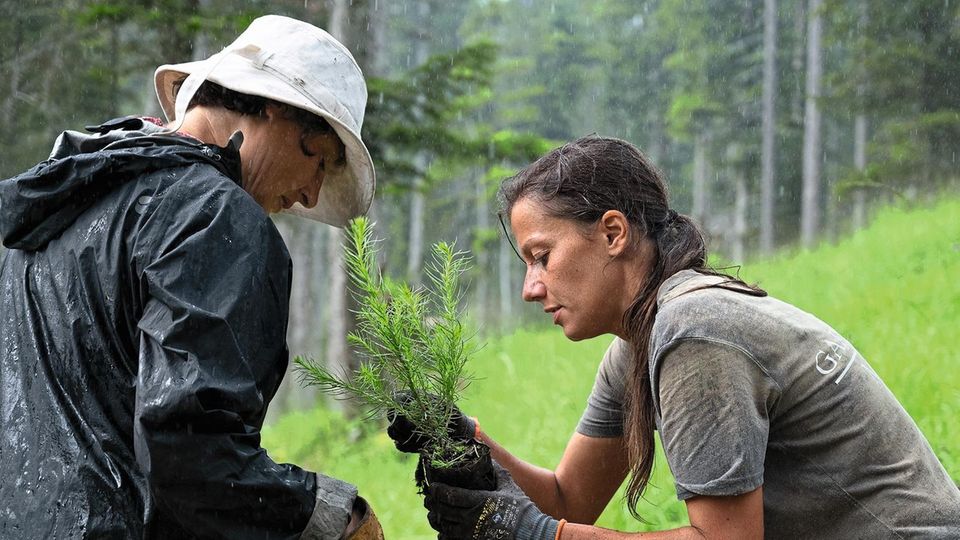Freiwiligenarbeit; Bergwaldprojekt e.V.Bad Tölz_Pflanzung von Lärche bei Regenar@bergwaldprojekt.de Bergwaldprojekt e. V.
vermittelt ökologische
Einsätze in Deutschland - Freiwillige werden beispielsweise zur Lärchenpflanzung eingesetzt