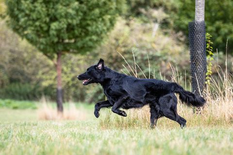 Polen: Blinder Hund läuft 25 Kilometer zu seinem Pfleger