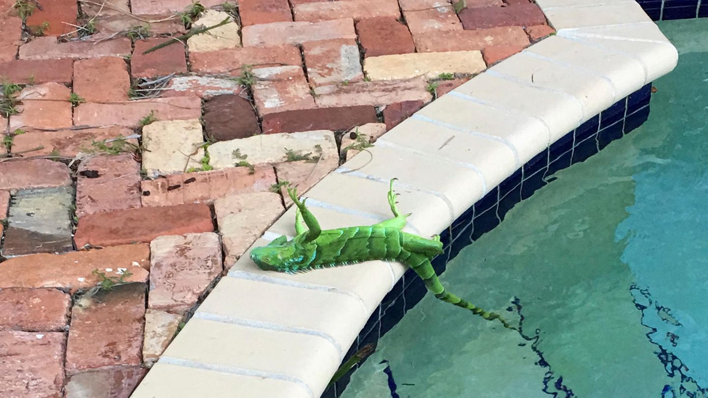 Ein Leguan liegt auf dem Rücken