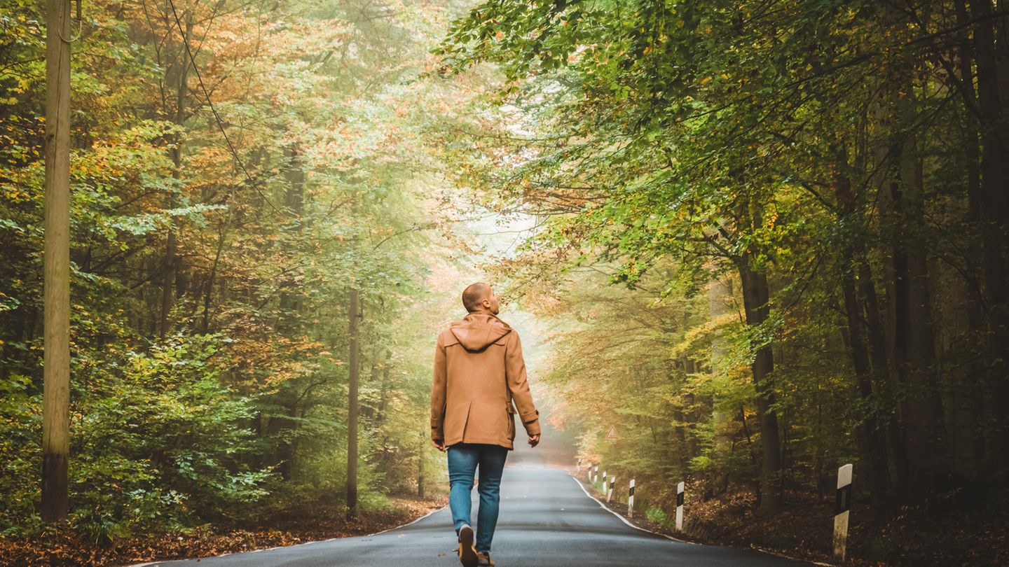 Klimawandel: Unser Wald ist in Not – so müssen wir ihn umbauen, um ihn zu retten Klimawandel: Unser Wald ist in Not – so müssen wir ihn umbauen, um ihn zu retten