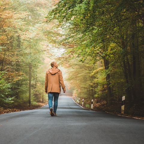 Klimawandel: Unser Wald ist in Not – so müssen wir ihn umbauen, um ihn zu retten
