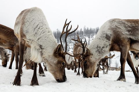 Russland: Rentiere durch Klimawandel bedroht, warnen Umweltschützer