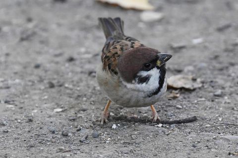 Im Zweiten Weltkrieg verzückte ein Spatz die Bevölkerung Londons (Symbolbild)