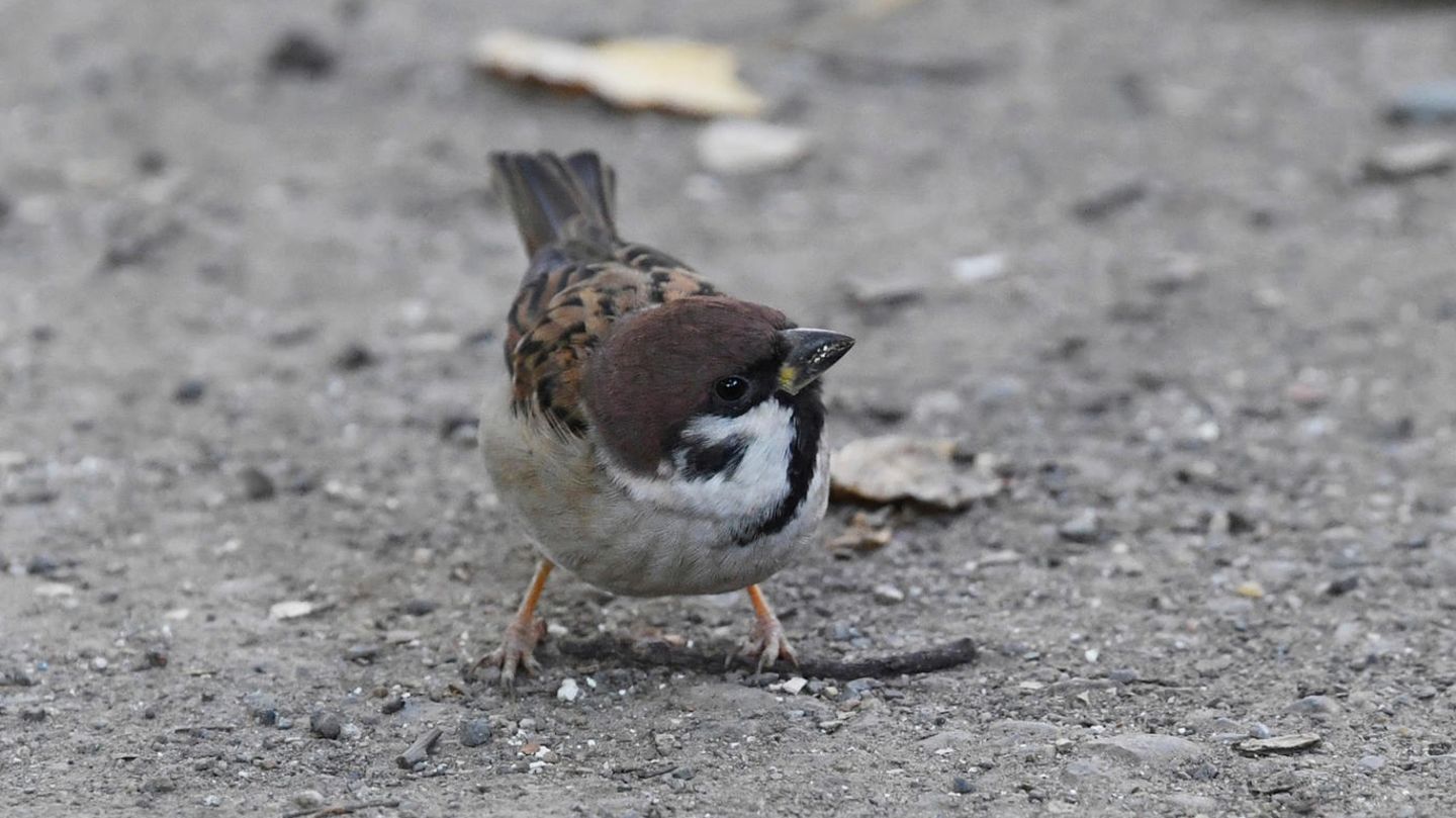Im Zweiten Weltkrieg verzückte ein Spatz die Bevölkerung Londons (Symbolbild)