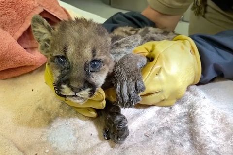 Puma-Baby aus Feuer geborgen: Diese Tiermomente aus 2020 gehen direkt ins Herz
