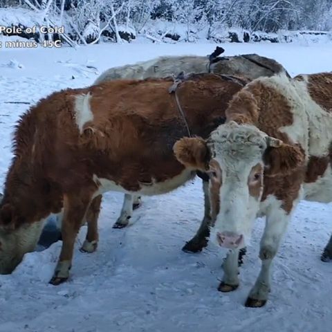 In Jakutien müssen Kühe auch bei -60 Grad nach draußen. Spezielle "BHs" für ihre Euter schützen die empfindlichen Stellen. 