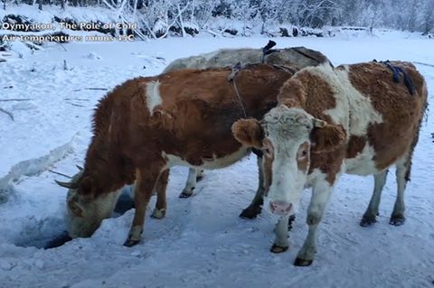 In Jakutien müssen Kühe auch bei -60 Grad nach draußen. Spezielle "BHs" für ihre Euter schützen die empfindlichen Stellen. 