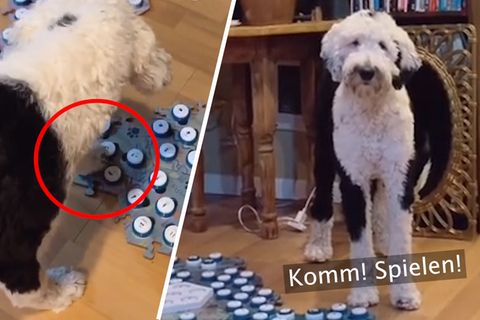 Ein schwarz-weiß gelockter Hund tritt mit einer Vorderpfote auf einen von vielen Knöpfen, die dann Sprache abspielen