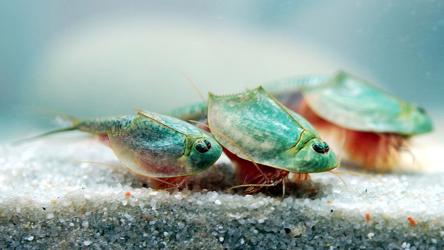 Drei Triops longicaudatus in einem Aquarium