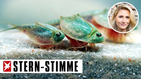 Drei Triops longicaudatus in einem Aquarium