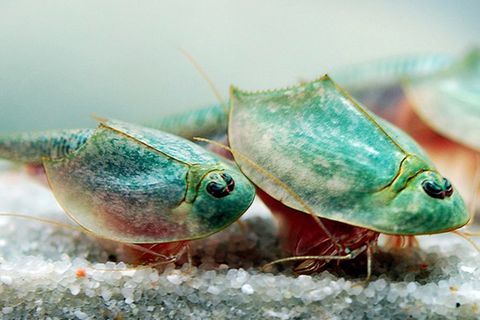 Drei Triops longicaudatus in einem Aquarium