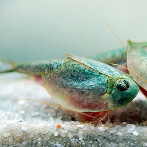 Drei Triops longicaudatus in einem Aquarium