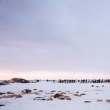 Die Bewohner von Utqiagvik ziehen einen Grönlandwal an Land