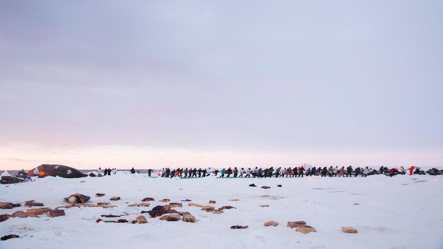 Die Bewohner von Utqiagvik ziehen einen Grönlandwal an Land Die Bewohner von Utqiagvik ziehen einen Grönlandwal an Land