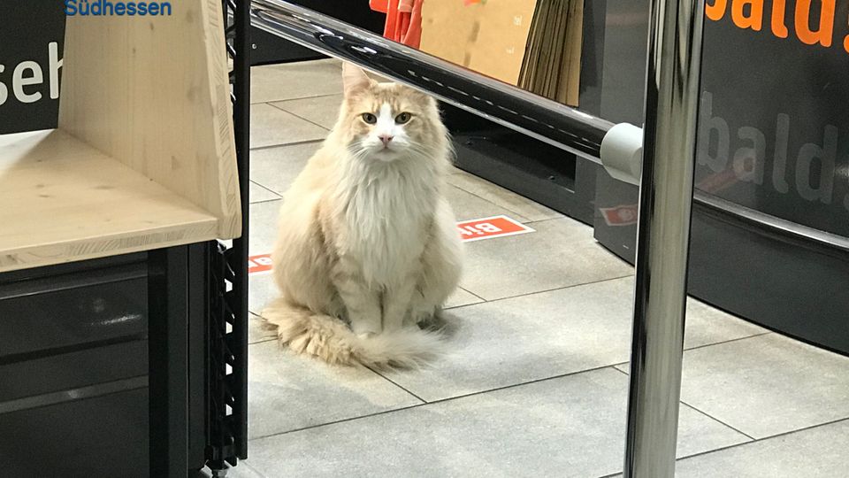 Nachrichten Deutschland Darmstadt Kater Einstein