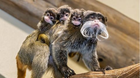 Die drei bärtigen Affenjungen sitzen auf den Schultern ihres Vaters.