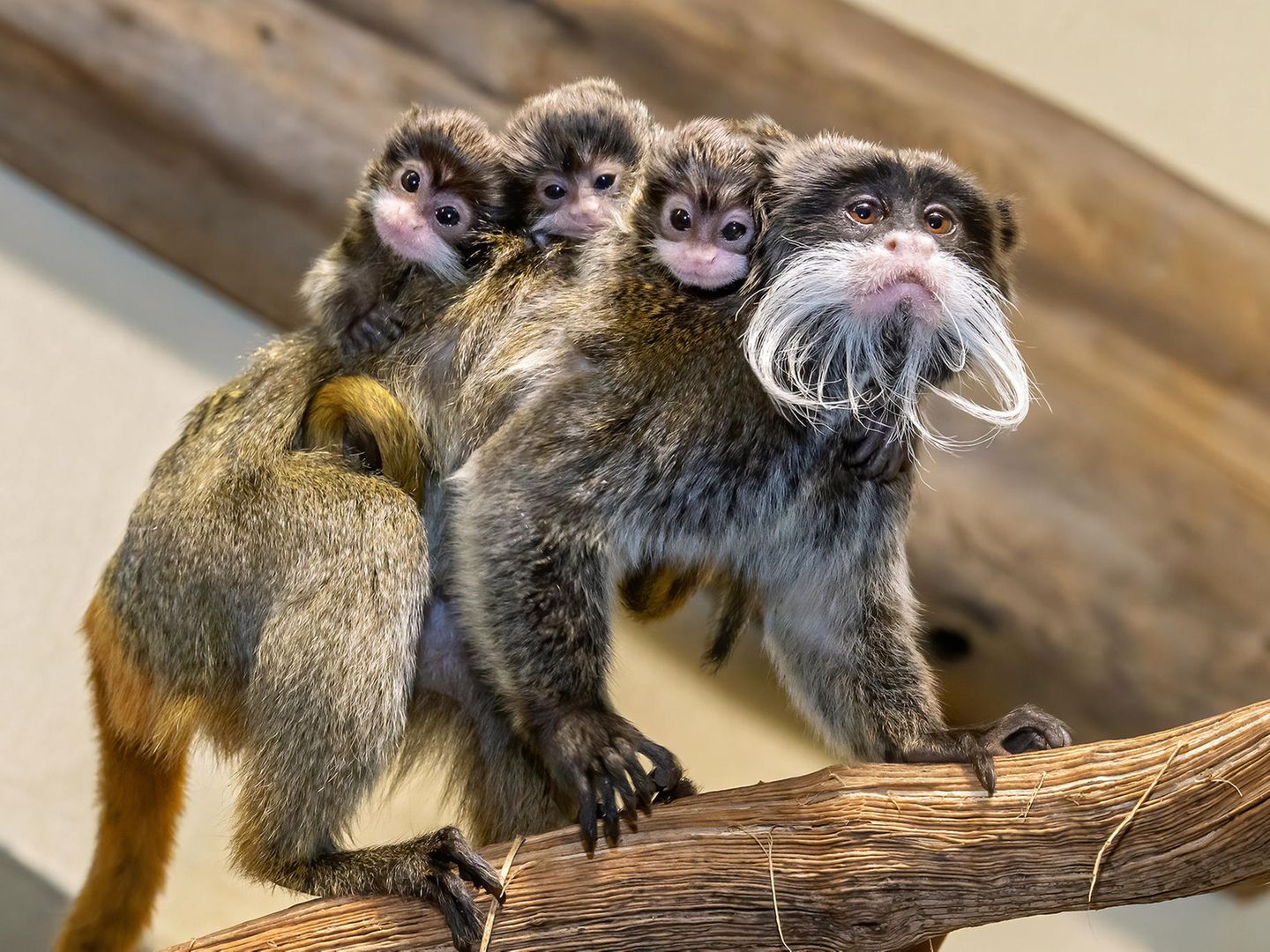 Affenjungen mit Bart – Wiener Zoo meldet Nachwuchs | STERN.de