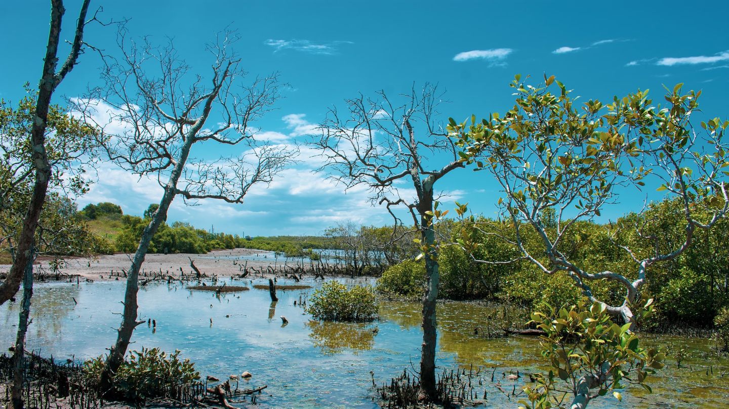 Ein Mangrovensumpf im Osten von Australien.