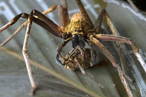 Huntsman Spider in Australien.