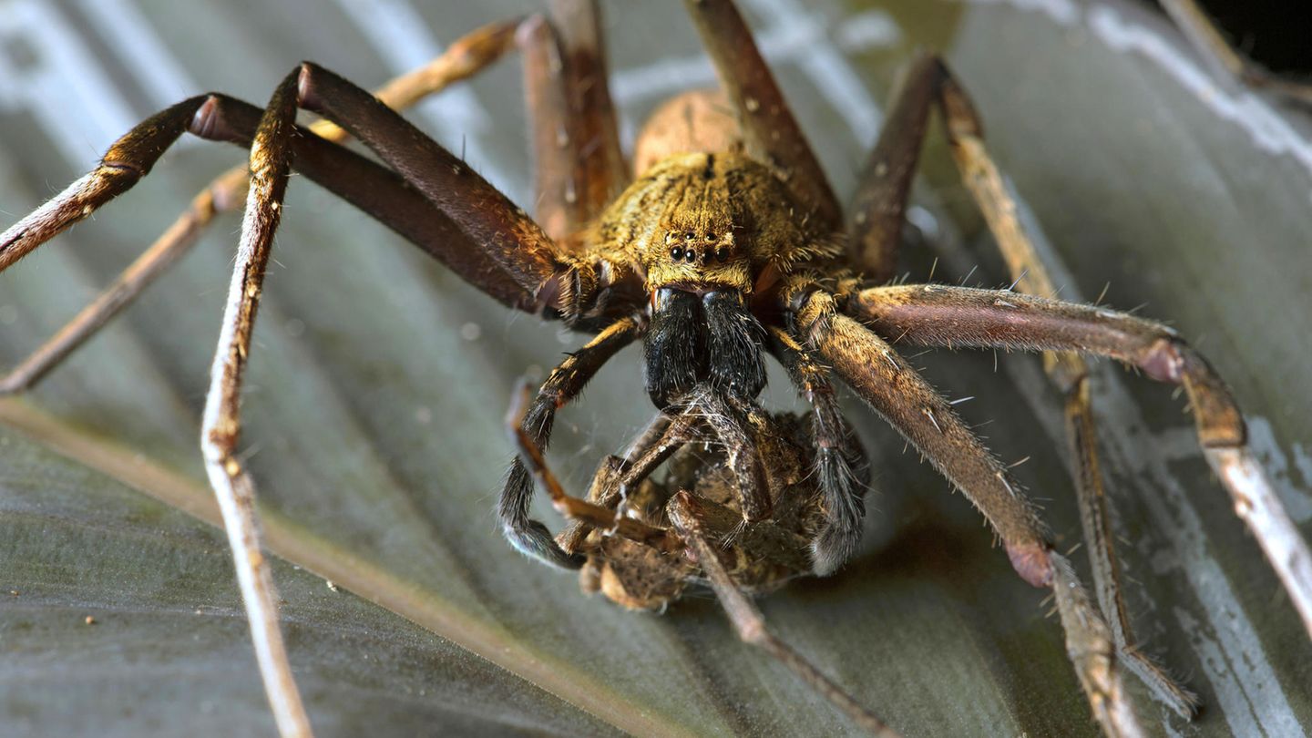 Huntsman Spider in Australien.