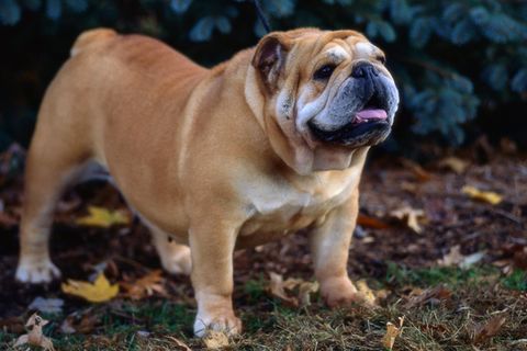 Ein Bulldoggen-Welpe