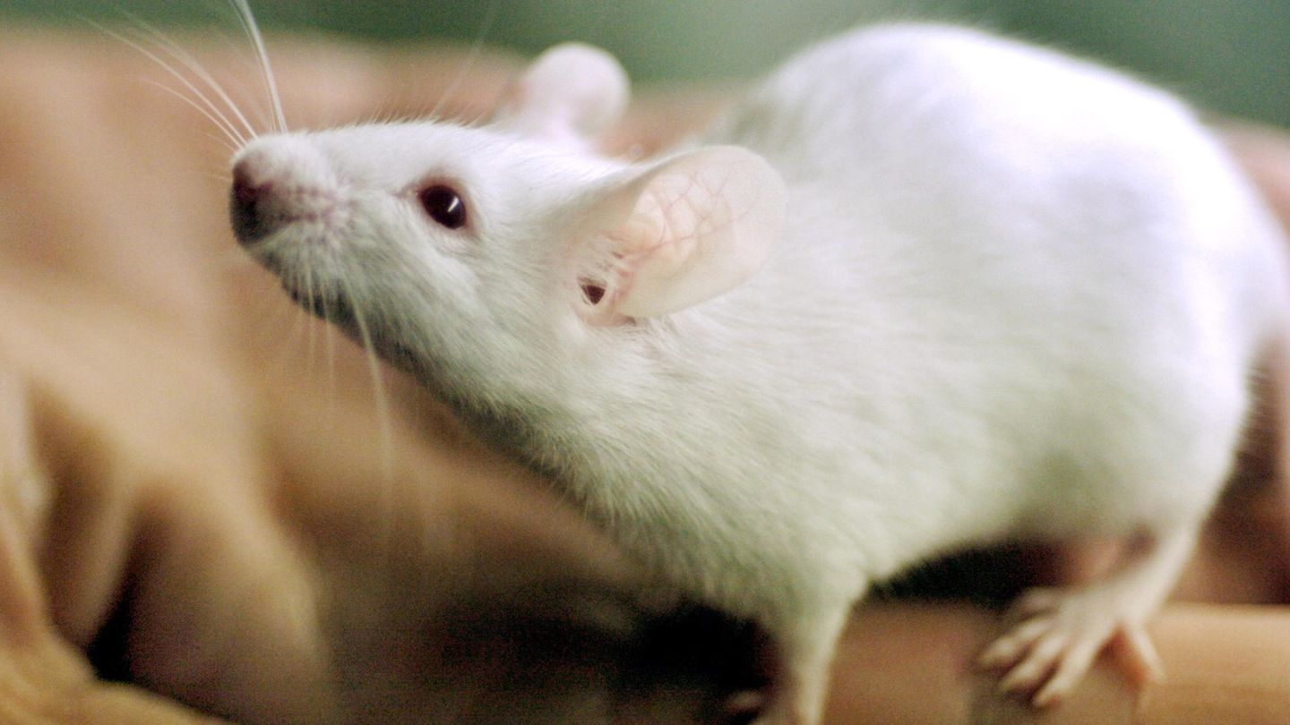Eine weiße Maus krabbelt über die Hand eines Mannes