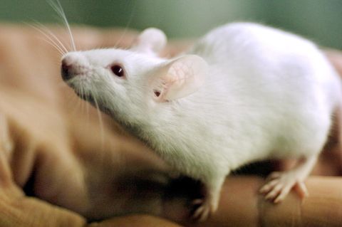 Eine weiße Maus krabbelt über die Hand eines Mannes