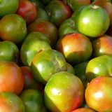 Sind grüne Tomaten ungesund?
