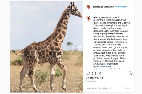 Eine Giraffe mit Kleinwuchs